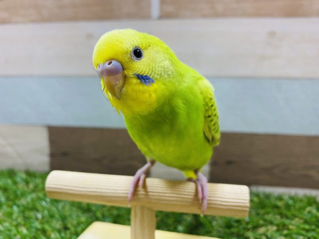 最新画像アップしました！！定番人気★ちょっぴり恥ずかしがり屋さんかな？セキセイインコスパングル