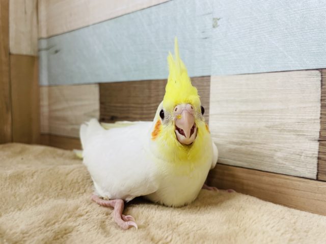 オカメインコ