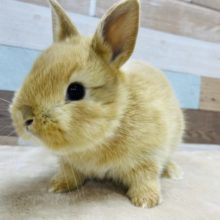 まるまるボディーの男の子☆ネザーランドドワーフのオレンジカラー！