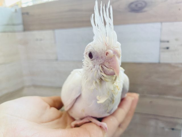 オカメインコ