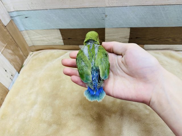 コザクラインコ（小桜インコ）