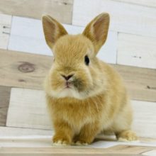 まるでホクロ？？激かわ♥ネザーランドドワーフ(オレンジ系)