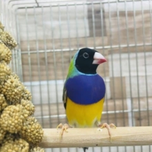 最新画像有り☆ヒナから大人に育ちました！！コキン鳥やって来ました〜