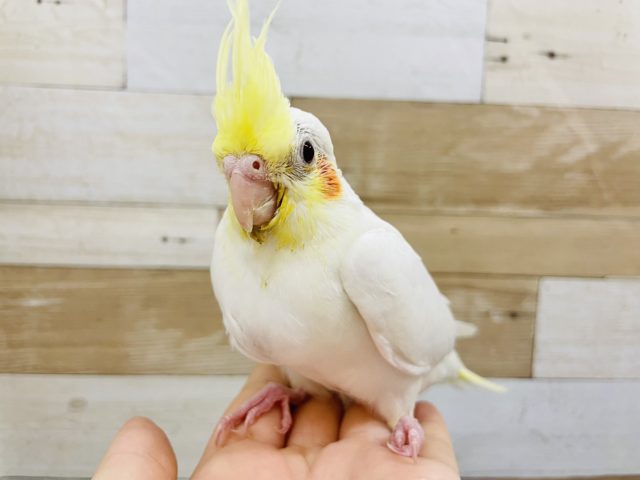 オカメインコ