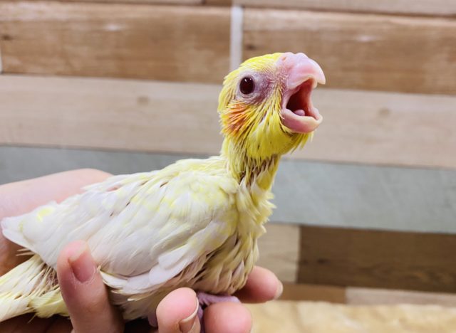 オカメインコ