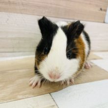 キュートボーイ♥イングリッシュモルモットくん！