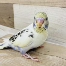 超ホヤホヤ最新画像！セキセイインコさん(4色ハルクイン)のヒナ入荷いたしました♡