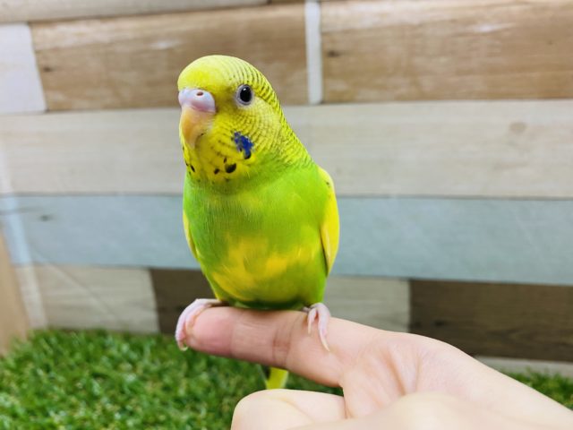 セキセイインコ