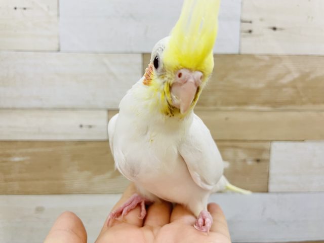 オカメインコ