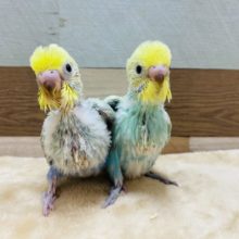 人気カラーのセキセイインコパステルレインボーやって来ました！！