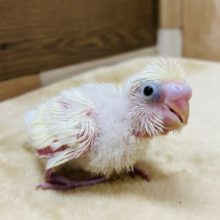 ふんわり淡いカラーのセキセイさんです！