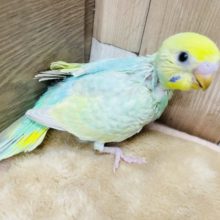明るいカラーの元気っ子☆セキセイインコのパステルカラーレインボー！