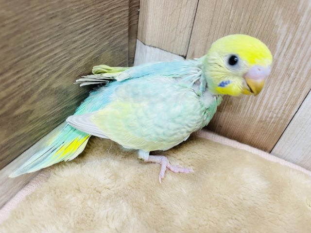 明るいカラーの元気っ子☆セキセイインコのパステルカラーレインボー！