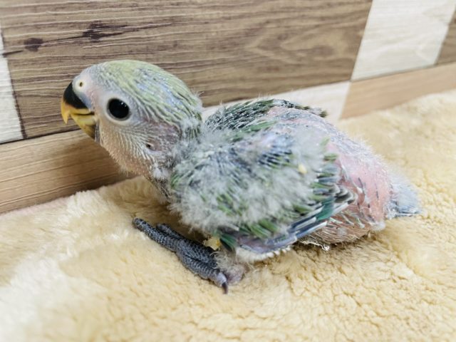 ごはん大好きアピール上手な仔☆コザクラインコのノーマルカラー！