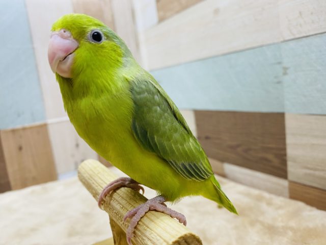 最新画像あり！小柄で可愛いインコさん☆マメルリハのノーマルカラー！