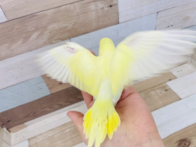 セキセイインコ