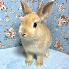 ネザーランドドワーフラビット  オレンジ系  男の子  3/10