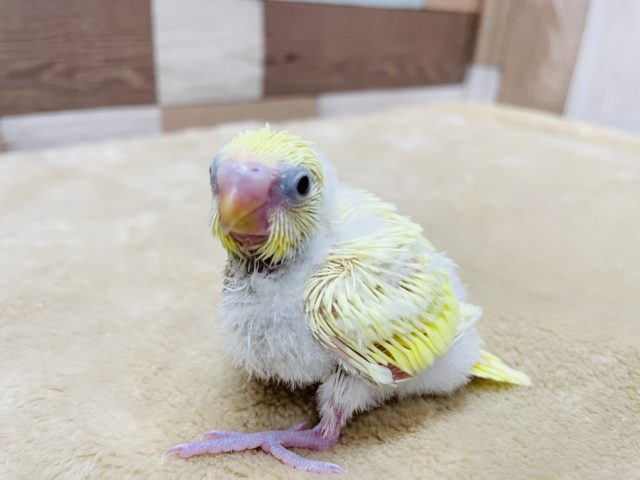 元気印の真っ黄色なヒナさん☆セキセイインコのダブルファクターカラー！