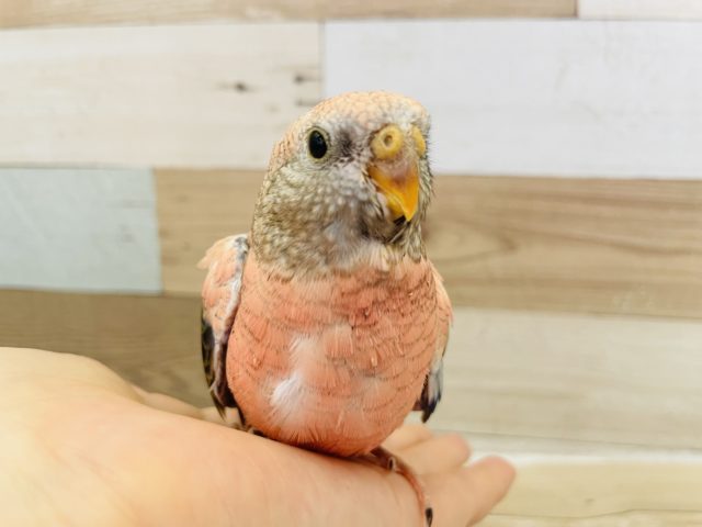 アキクサインコ（秋草インコ）