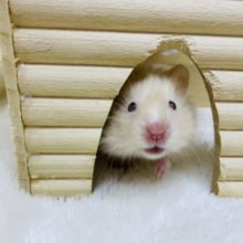 胸きゅん♡赤目サテンハムスター女の子！