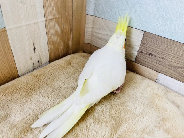 オカメインコ