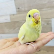 愛らしいお顔♡セキセイインコヒナ（ダブルファクター）