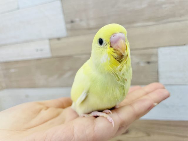 愛らしいお顔♡セキセイインコヒナ（ダブルファクター）