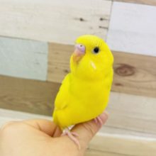 手に乗るのすっき〜♥セキセイインコ(ハルクイン)