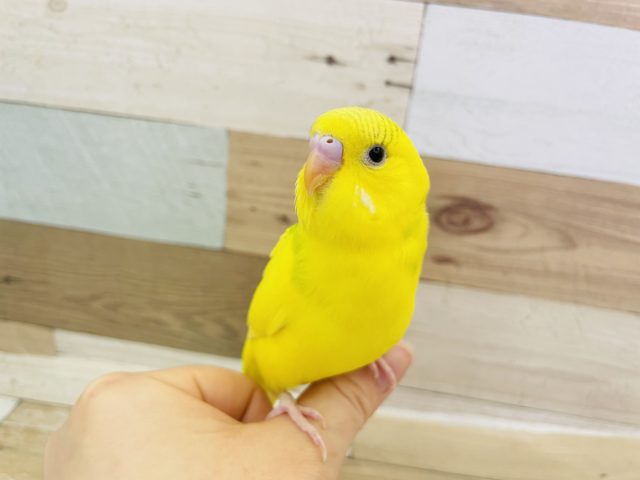 手に乗るのすっき〜♥セキセイインコ(ハルクイン)