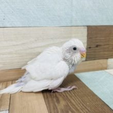 愛嬌が武器なんです。。セキセイインコ ダブルファクター！