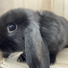 最新画像ありますよ！食欲旺盛！ロップイヤーラビット男の子～☆