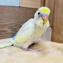 淡いカラーがステキです❤︎セキセイインコ、パステルレインボーハルクインやってきました！