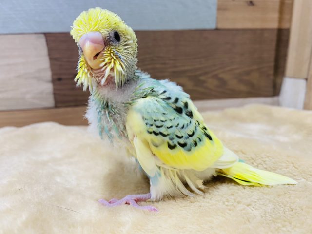 セキセイインコ