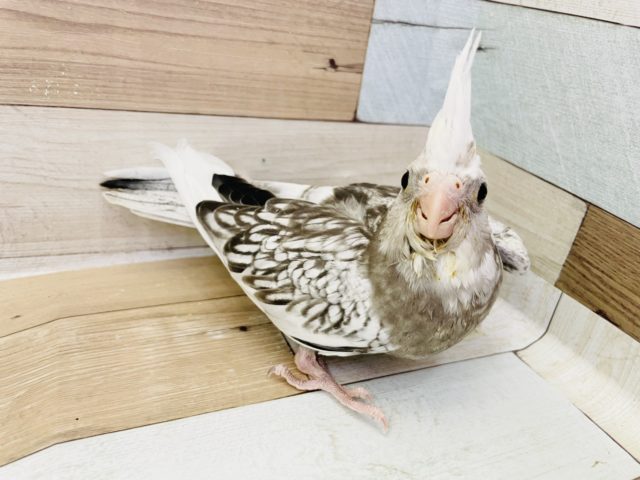 オカメインコ