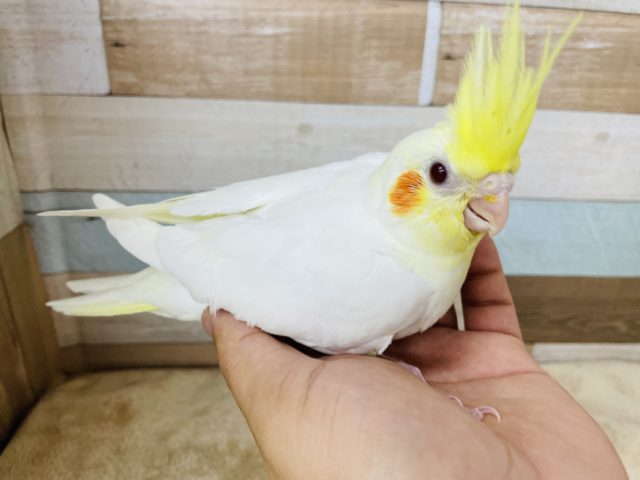 オカメインコ