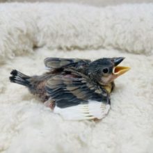 定番人気！キュートな桜文鳥さん