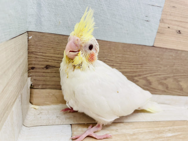 オカメインコ