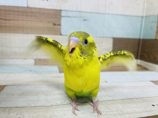 セキセイインコ