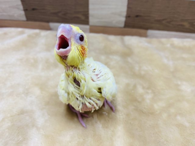 オカメインコ