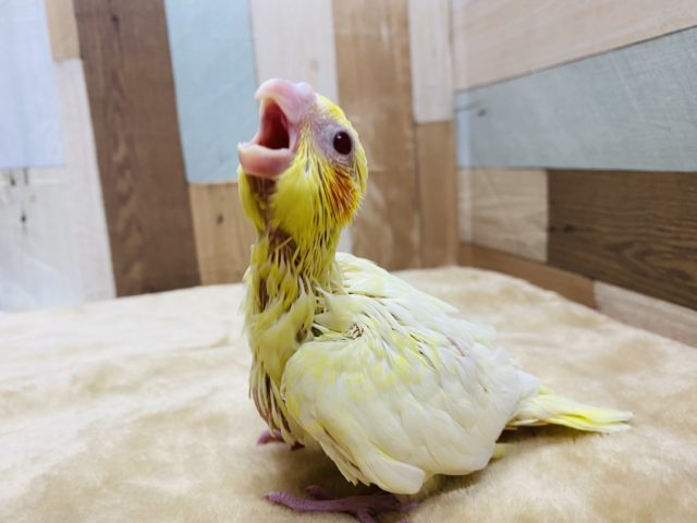 オカメインコ