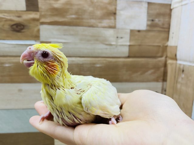 オカメインコ