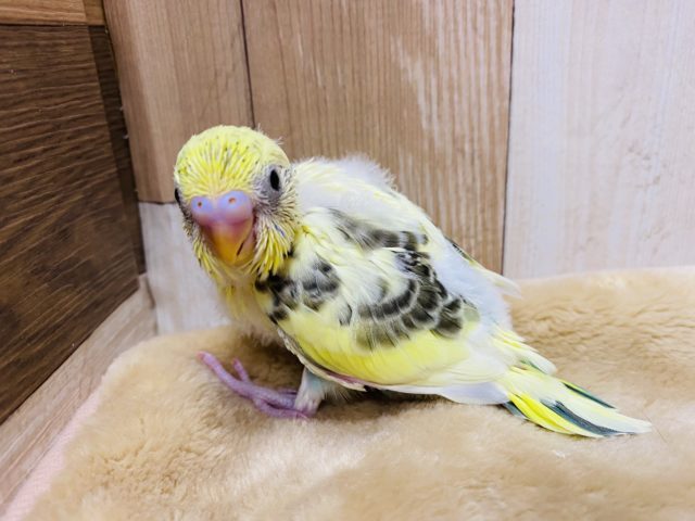 優しいカラーのセキセイインコ♪クリームハルクインやって来ました〜