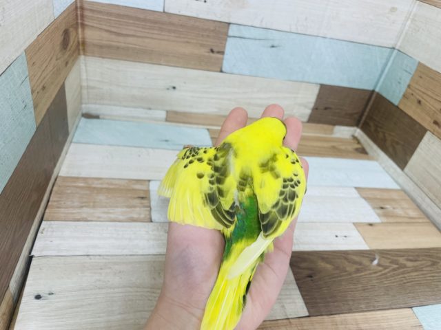 セキセイインコ