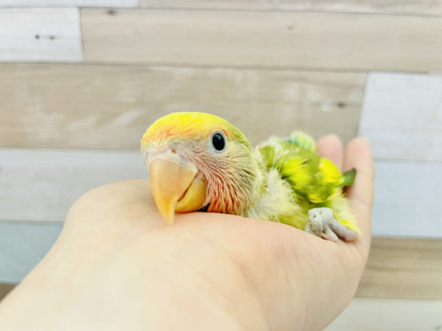 コザクラインコ（小桜インコ）