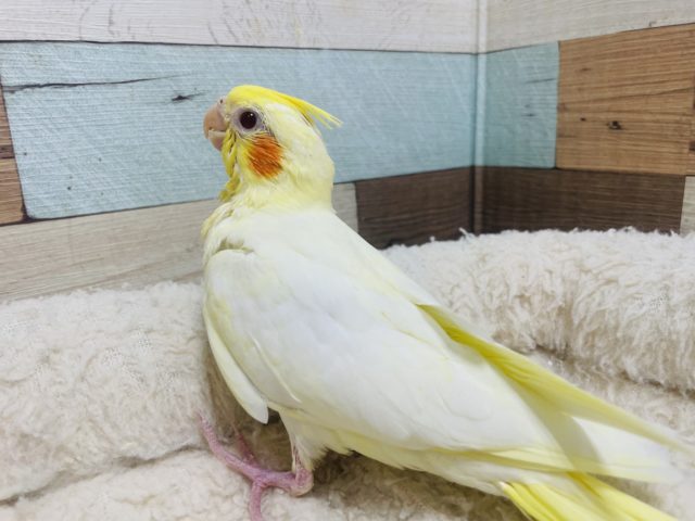 オカメインコ