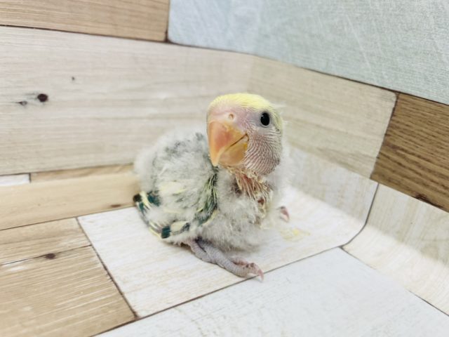 コザクラインコ（小桜インコ）