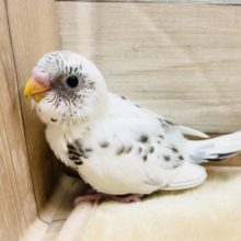 尾羽のブルーがチャームポイント☆セキセイインコのハルクインカラー！