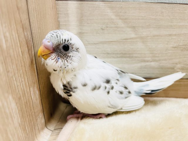 尾羽のブルーがチャームポイント☆セキセイインコのハルクインカラー！