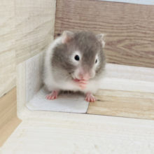 好奇心旺盛ボーイ☆セーブルハムスターくん！