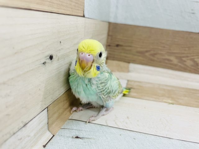 甘えた声が超可愛い セキセイインコ パステルレインボー 東京からもほど近い 千葉県 神奈川県 埼玉県でセキセイインコ を販売するペットショップ